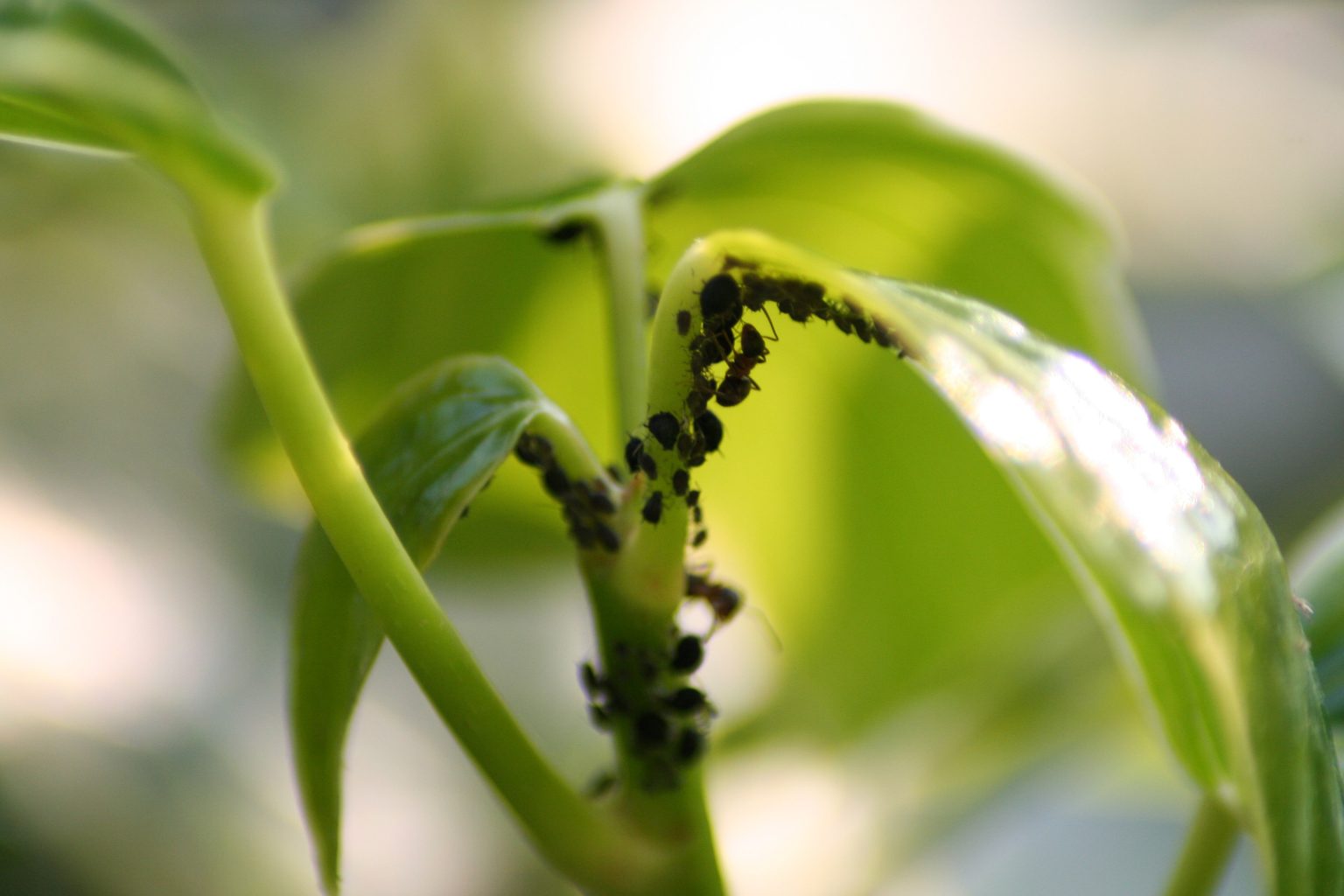 Piolhos de plantas o método natural para eliminá los em poucos passos