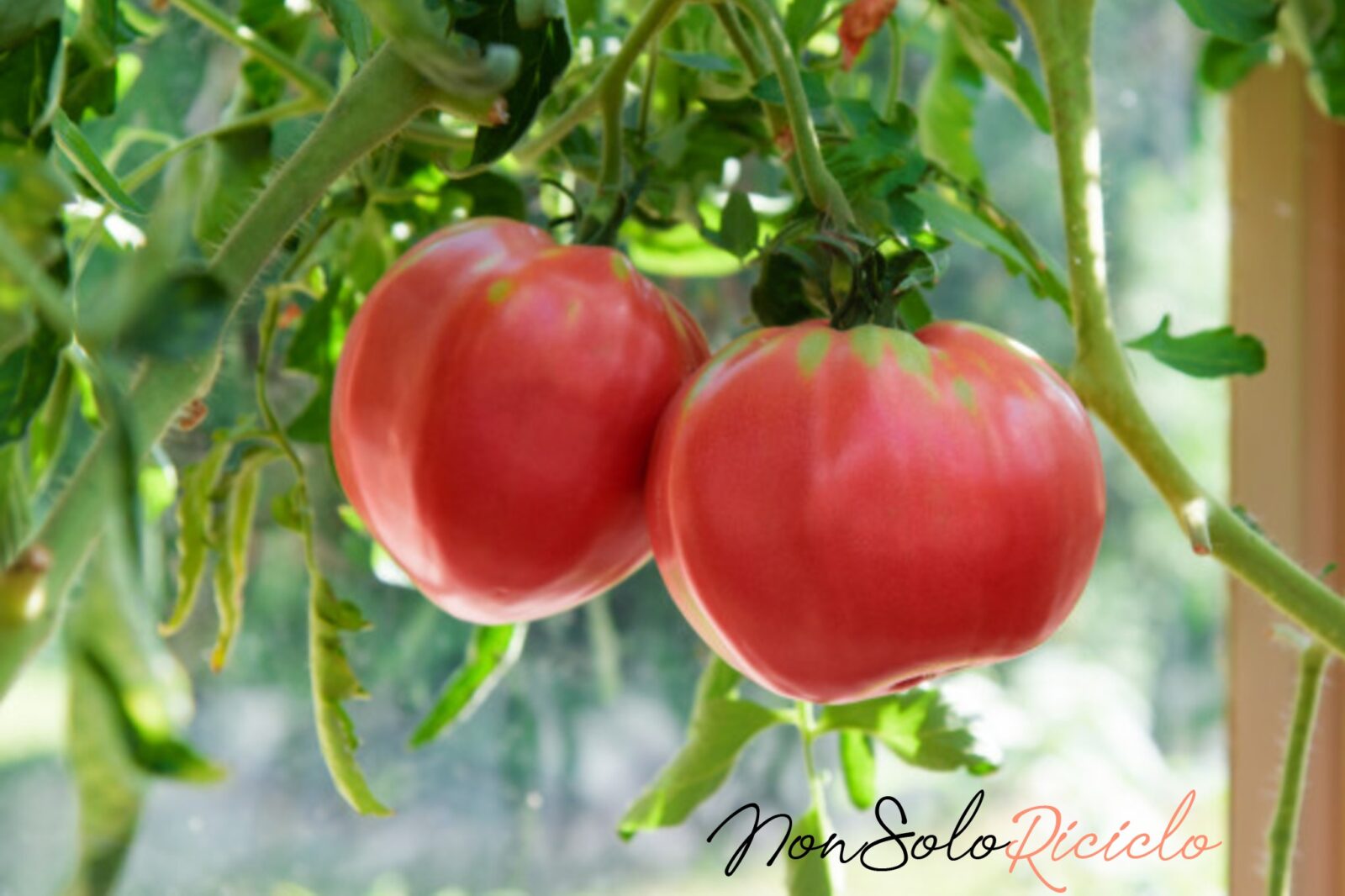 томат малиновый гигант описание сорта фото