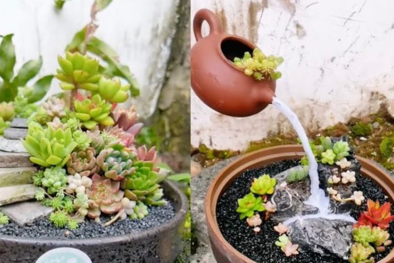 Tante Idee Da Realizzare Con Le Piante Grasse Stupende Per Decorare